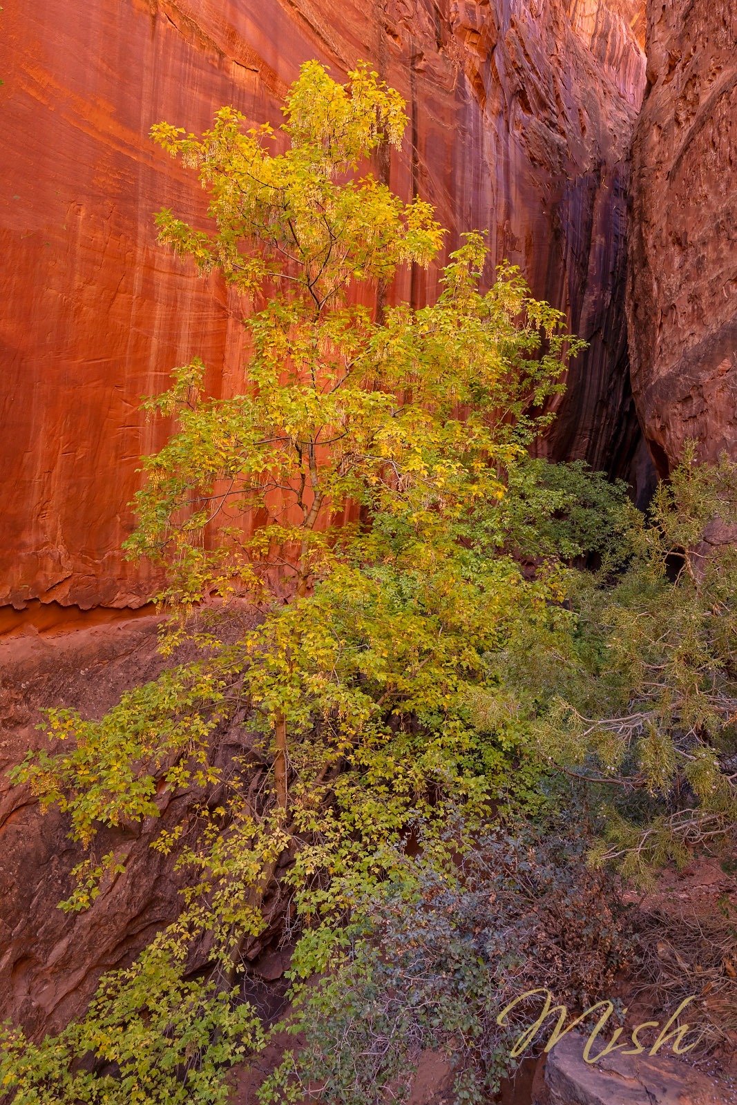 Grand Staircase-Escalante – Slot Canyon Along Burr Trail (355A1
